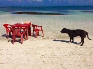 Unlucky stray dogs in Mexico – Earth Vagabonds