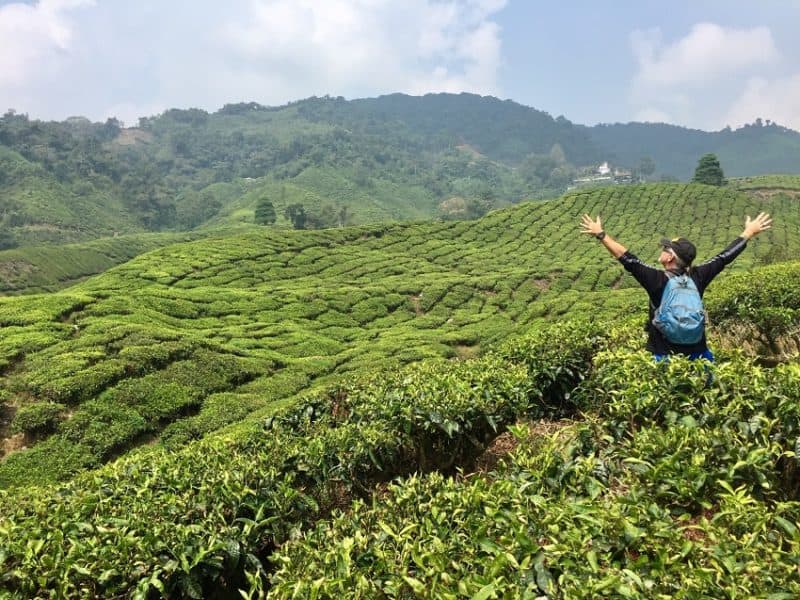Cameron Highlands: perfect weather, scenery, prices – Earth Vagabonds