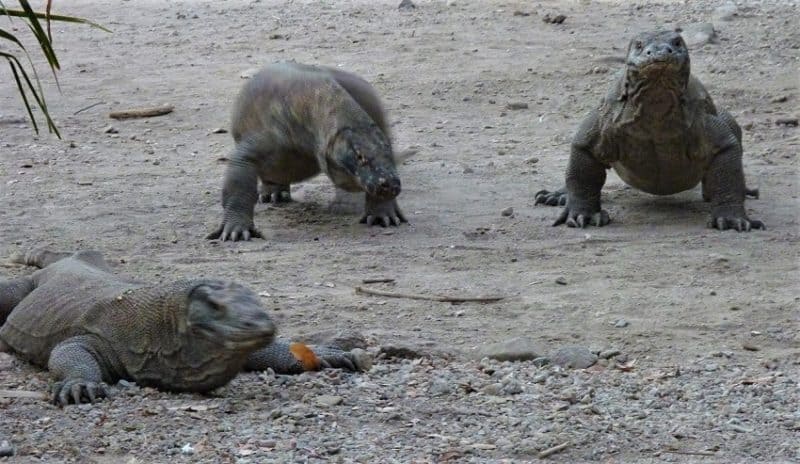 Total cost to see rare Komodo dragons – Earth Vagabonds