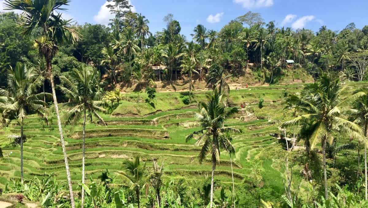 A day in the rice field with a friend – Earth Vagabonds